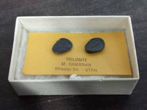 Trilobite Earings from Utah