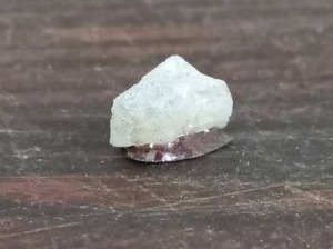 Elrathia Kingi Wheelere Formation Utah