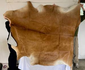 lot 4 image: Brown Taxidermy Cow Hide Measures 67 x 67