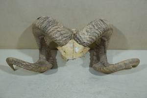 Ram Horns