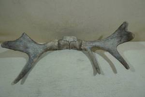 Moose Antlers