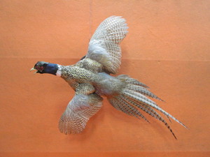 lot 75 image: Golden Pheasant Mount