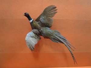 lot 76 image: Pheasant Mount