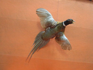 lot 77 image: Pheasant Mount