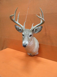 lot 79 image: Deer Mount