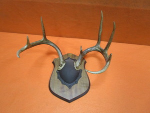 lot 80 image: Deer Antler Mount