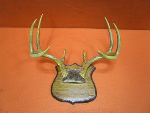 lot 81 image: Deer Antler Mount