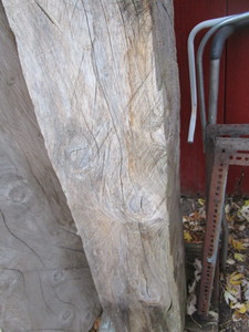 Log from trunk of pine tree, 10 x ...