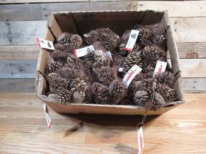 lot 43 image: Large lot of Decorative Pinecones