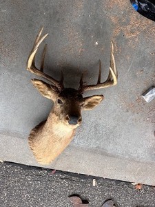 lot 145 image: Mounted Deer Head
