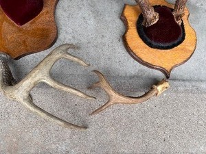 lot 148 image: Vintage Rustic Mounted Antlers