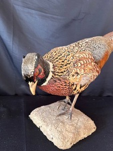 lot 198 image: Taxidermy Pheasant