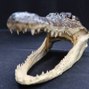 lot 110 image: CROCODILE SNOUT AND BASEBALL