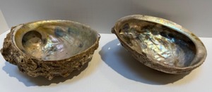 lot 33 image: Iridescent Abalone Shells Lot of 2