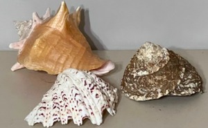 lot 216 image: 3 Large Collectible SEA SHELLS Conch, Clam and Snail