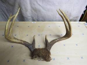 Deer Antlers