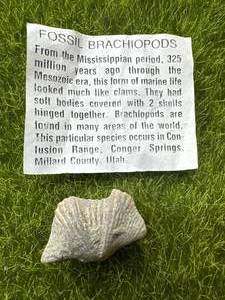 Brachiopods Fossil Rock from Utah