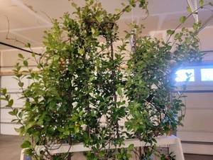 lot 23 image: Garden Planter Trellis Cart with 3 Live Jasmine Plants
