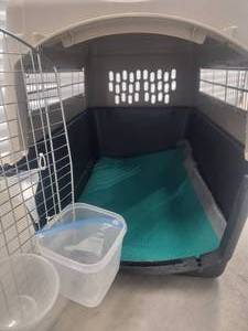 lot 100 image: Petmate Plastic Carrier Kennel