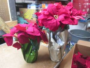 lot 47 image: (PP) Case of Assorted Fake Poinsettia Plants Guessing at Least 20