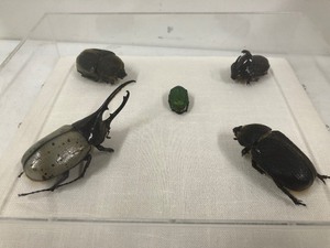 lot 230 image: Custom Lucite Display Case w Genuine Mounted Beetle Specimens