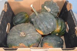 Box of Home Grown Acorn Squash
