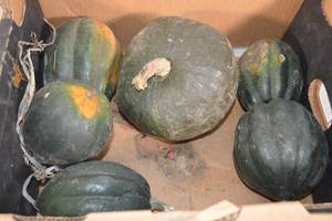 Box of Home Grown Acorn Squash