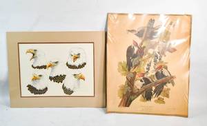 lot 106 image: Matted Juliet Alvarado Eagle Illustration Print and JJ AudubonR. Havell Pileated Woodpecker Print, Unframed