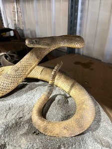 lot 42 image: Mounted Rattle Snake