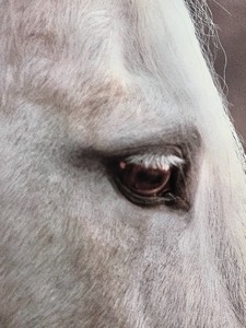 lot 234 image: Large Horse Print Framed Artwork