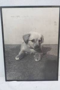 lot 83 image: Photo Poster of a Dog