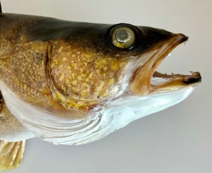 Taxidermy Fish Mount
