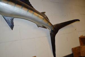 Vintage Sailfish Huge Taxidermy - 10 FEET LONG Mounted to the Wall BUYER WILL REMOVE
