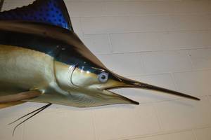 Black Marlin Mounted Taxidermy - 9 FEET LONG Mounted to the Wall BUYER WILL REMOVE