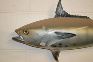 Bluefin Tuna Mounted Taxidermy - 3 FEET LONG Mounted to the Wall BUYER WILL REMOVE