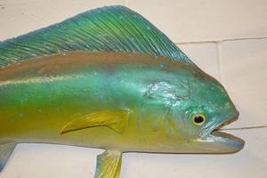 Cow Dolphin Mounted Taxidermy - 4 FEET LONG Mounted to the Wall BUYER WILL REMOVE