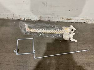 lot 283 image: Breesky 34.6 Inch Life Size Flexible Spine Model with Stand