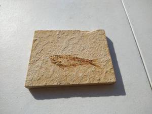 lot 46 image: Fossil - 6 x 4-12