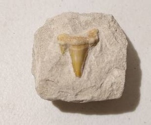 lot 71 image: Shark Tooth Fossil