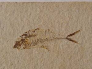 lot 228 image: Fish Fossil - 6 x 4-12
