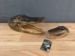 lot 22 image: Set of Two Genuine American Alligator Heads  K