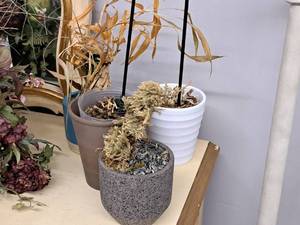 lot 1016 image: Lot of (4) Decorative Planters 5