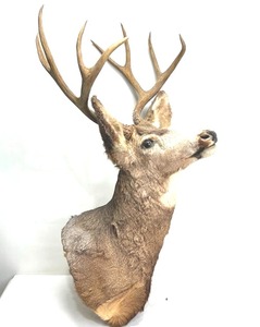 lot 282 image: Deer Mount