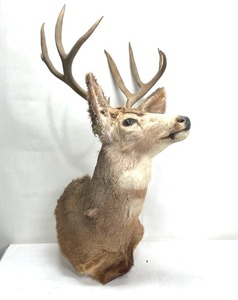 lot 283 image: Deer Mount