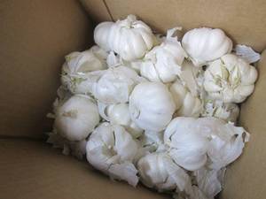 lot 146 image: (B-3) 28 Heads of Garlic...