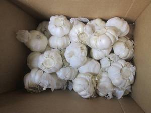 lot 147 image: (C-2) 28 Heads of Garlic...