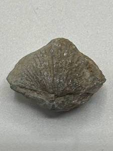 Brachiopods Fossil Rock from Utah Dig