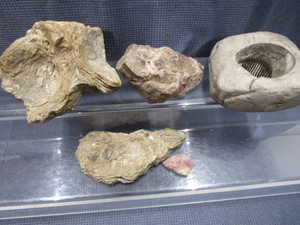 lot 64 image: Petrified Wood, Fossils, Points