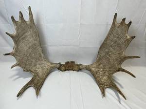 Minnesota Moose Antlers with 36 Spread