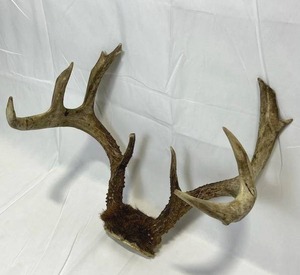 Minnesota White Tail Deer Antlers